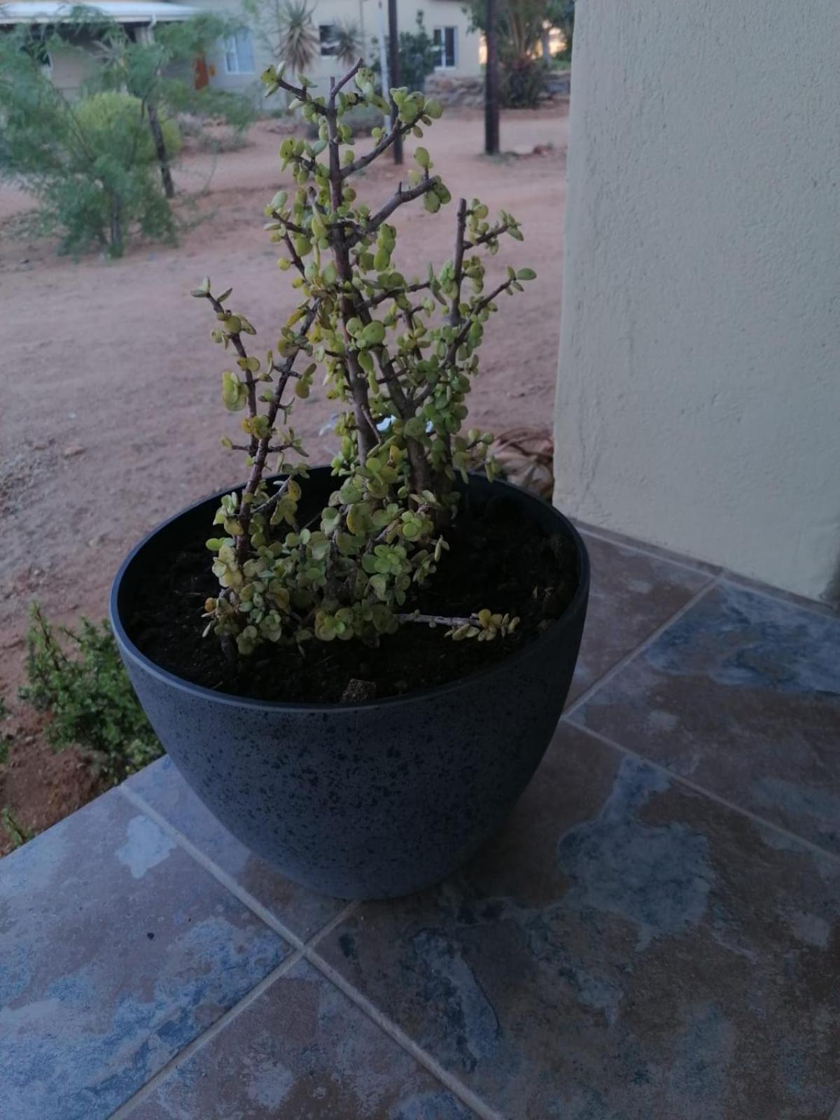 Apollis Cottage Springbok Exterior photo